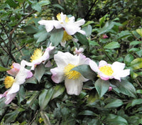 5 Tea Plant - Camellia Sinensis Seeds - Seed World