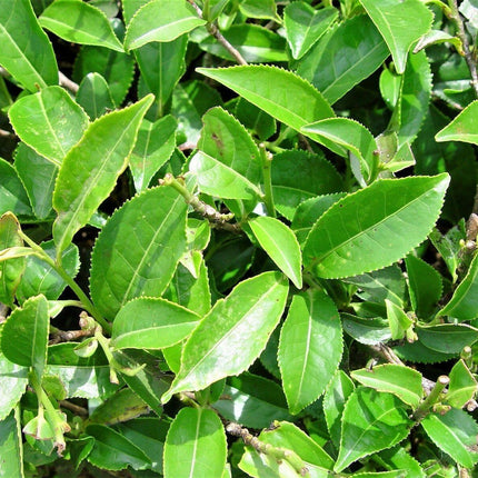 5 Tea Plant - Camellia Sinensis Seeds - Seed World