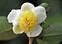 5 Tea Plant - Camellia Sinensis Seeds - Seed World