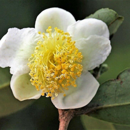 5 Tea Plant - Camellia Sinensis Seeds - Seed World