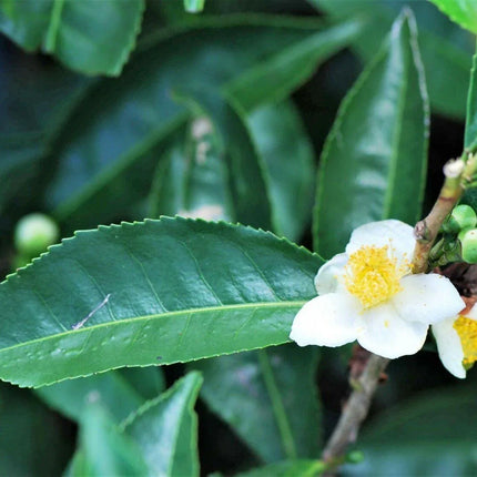 5 Tea Plant - Camellia Sinensis Seeds - Seed World