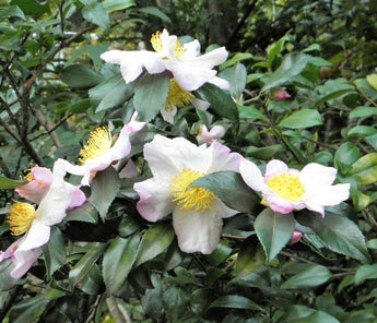 5 Tea Plant Seed - Black & Green Camellia Sinensis Tree Shrub Flower Seeds - Seed World