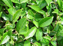5 Tea Plant Seed - Black & Green Camellia Sinensis Tree Shrub Flower Seeds - Seed World