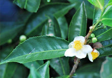 5 Tea Plant Seed - Black & Green Camellia Sinensis Tree Shrub Flower Seeds - Seed World