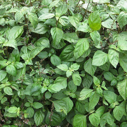 5 True Patchouli Seeds - Seed World