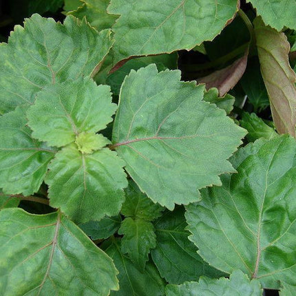 5 True Patchouli Seeds - Seed World
