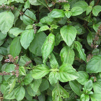 5 True Patchouli Seeds - Seed World