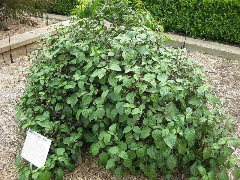 5 True Patchouli Seeds