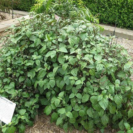 5 True Patchouli Seeds - Seed World