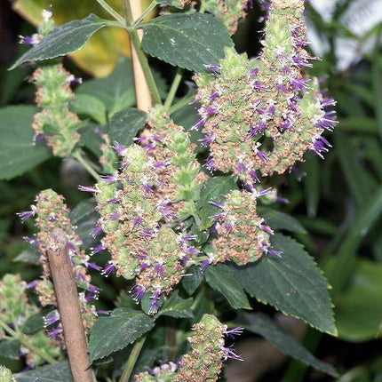 5 True Patchouli Seeds - Seed World