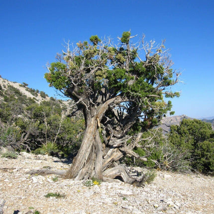 5 Utah Juniper - Juniperus Osteosperma Seeds - Seed World