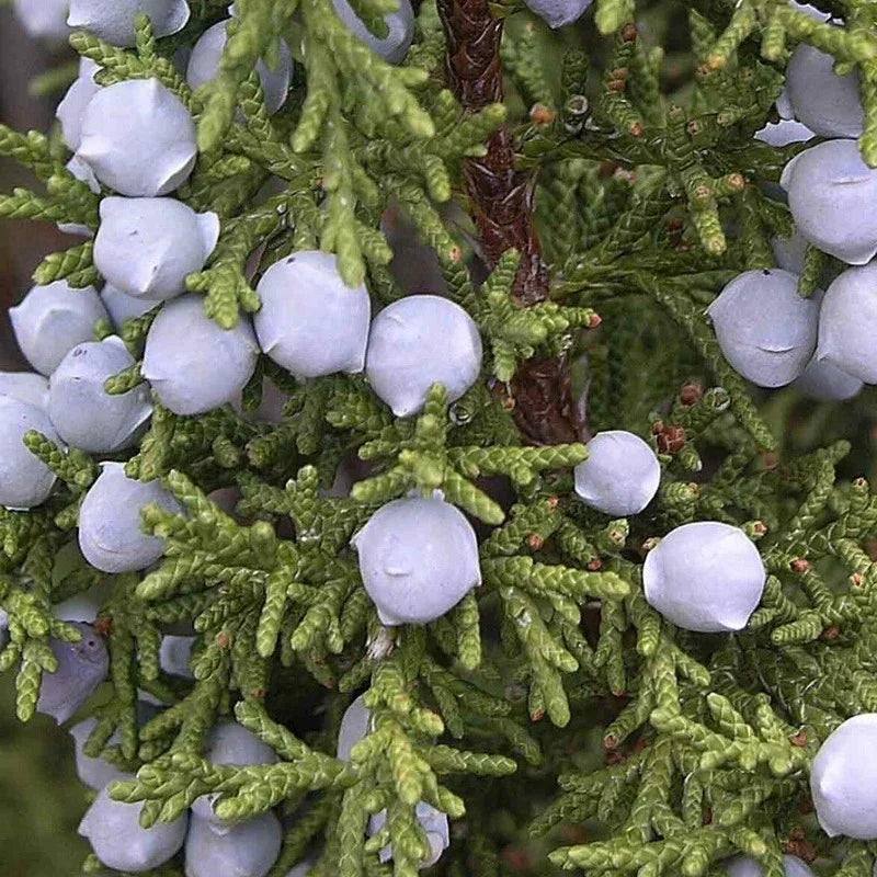 5 Utah Juniper - Juniperus Osteosperma Seeds - Seed World