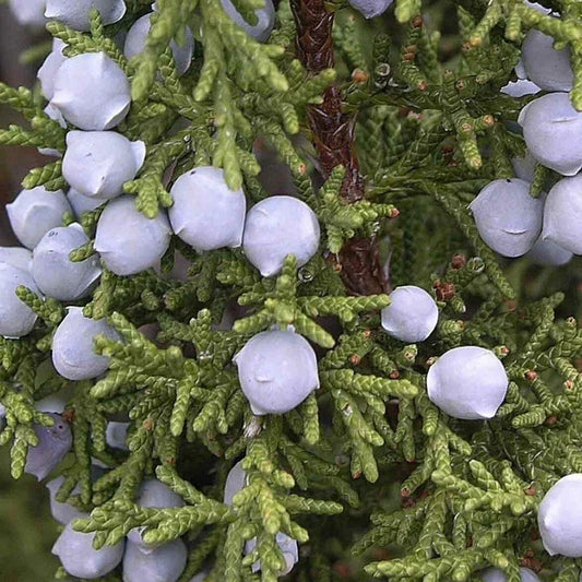 5 Utah Juniper - Juniperus Osteosperma Seeds - Seed World