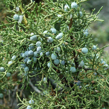 5 Utah Juniper - Juniperus Osteosperma Seeds - Seed World