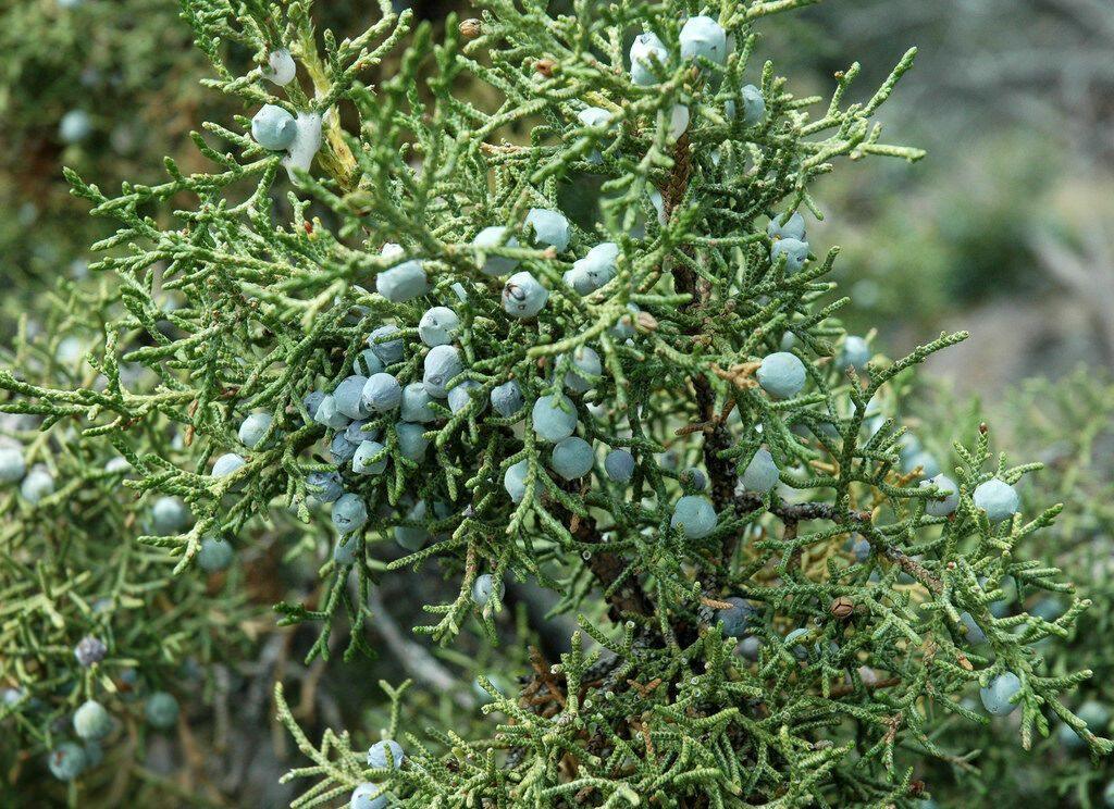 5 Utah Juniper - Juniperus Osteosperma Seeds - Seed World