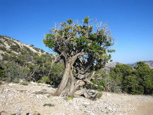 Juniperus Osteosperma Seeds - Seed World