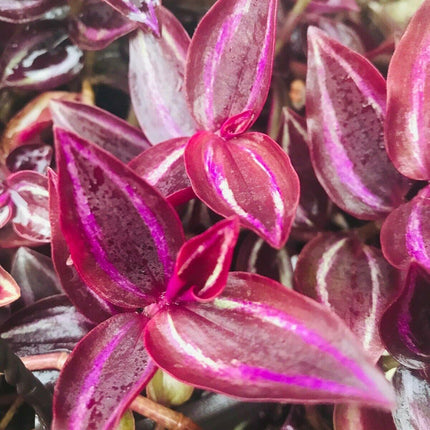 5 Wandering Jew Burgundy - Purple Plant Cuttings - Seed World