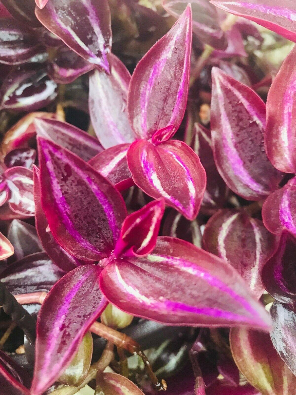 5 Wandering Jew Burgundy - Purple Plant Cuttings - Seed World