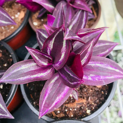 5 Wandering Jew Burgundy - Purple Plant Cuttings - Seed World