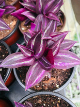 5 Wandering Jew Burgundy - Purple Plant Cuttings - Seed World