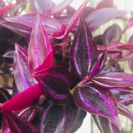 5 Wandering Jew Burgundy - Purple Plant Cuttings - Seed World