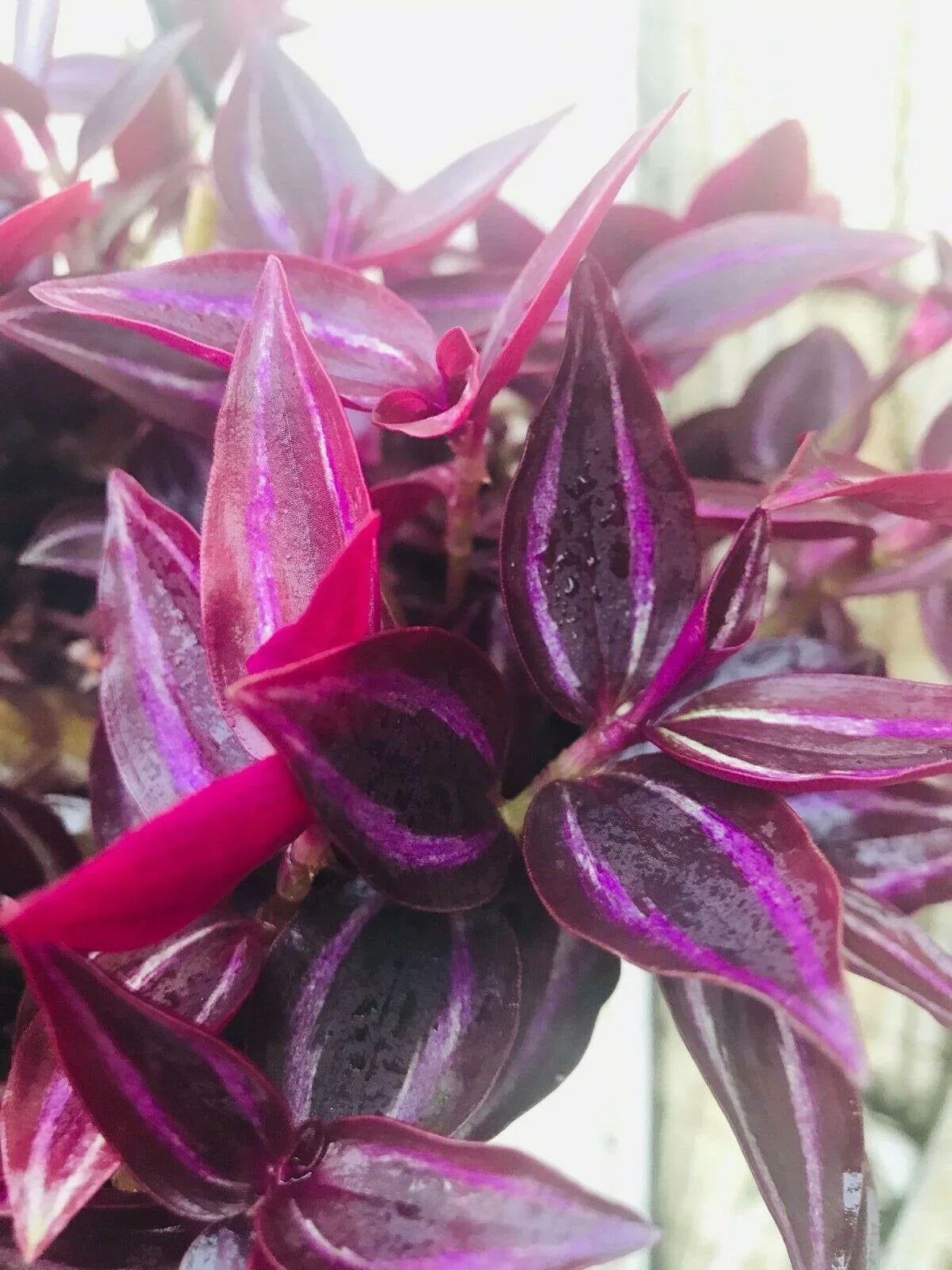 5 Wandering Jew Burgundy - Purple Plant Cuttings - Seed World