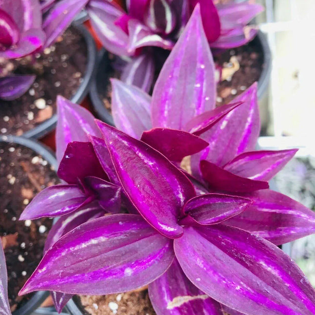 5 Wandering Jew Burgundy - Purple Plant Cuttings - Seed World