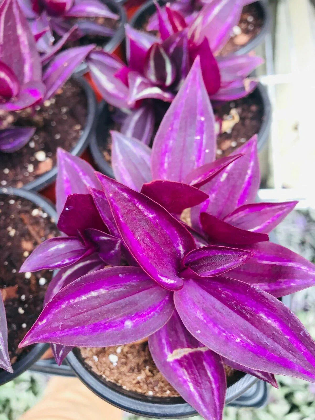 5 Wandering Jew Burgundy - Purple Plant Cuttings - Seed World