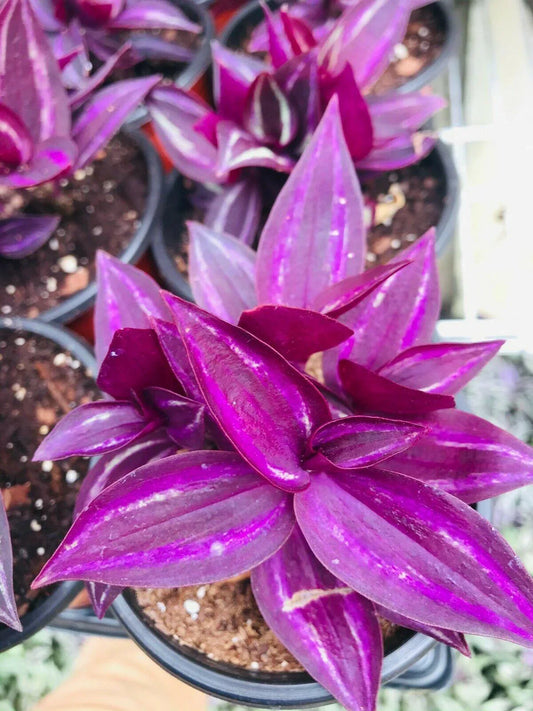 5 Wandering Jew Burgundy - Purple Plant Cuttings - Seed World