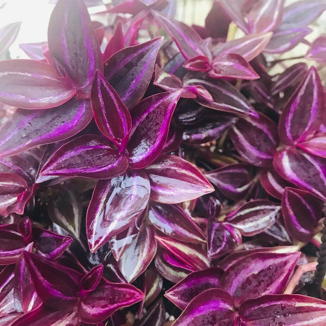 5 Wandering Jew Burgundy - Purple Plant Cuttings - Seed World