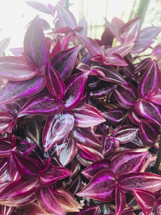 5 Wandering Jew Burgundy - Purple Plant Cuttings - Seed World