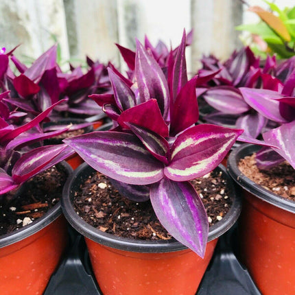 5 Wandering Jew Burgundy - Purple Plant Cuttings - Seed World
