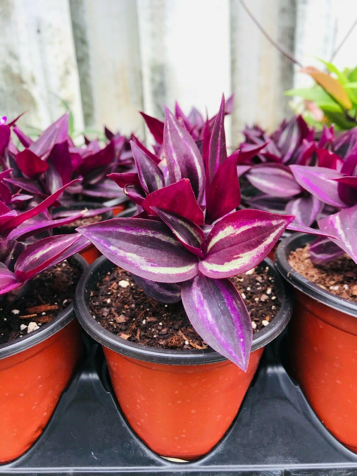 5 Wandering Jew Burgundy - Purple Plant Cuttings - Seed World
