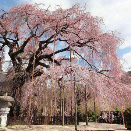 5 Weeping Higan Cherry Seeds - Seed World