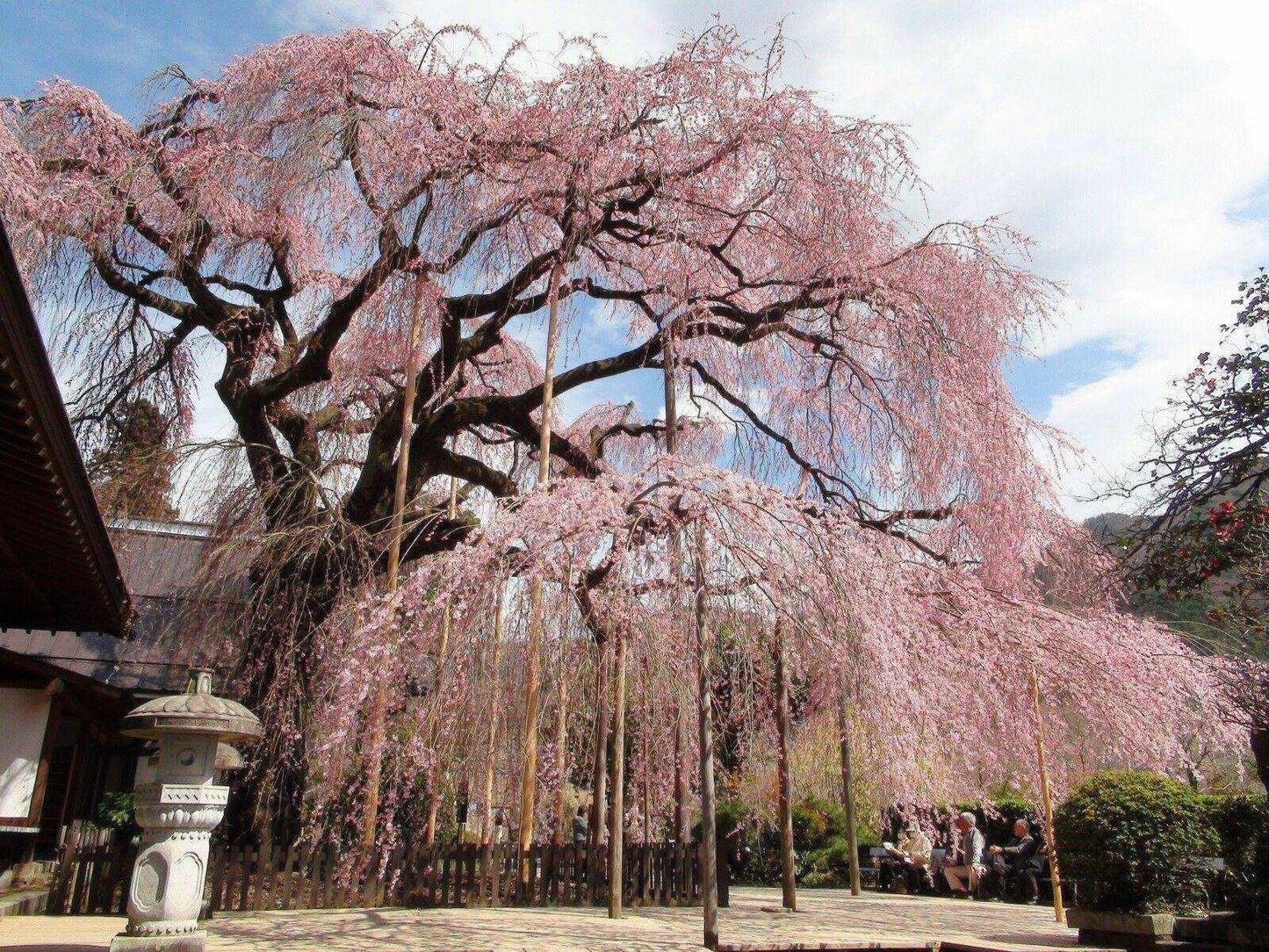 5 Weeping Higan Cherry Seeds - Seed World