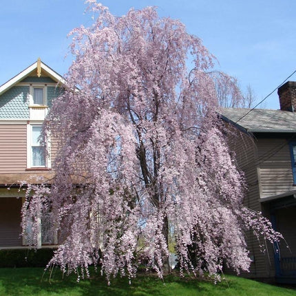 5 Weeping Higan Cherry Seeds - Seed World