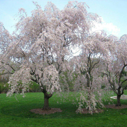 5 Weeping Higan Cherry Seeds - Seed World