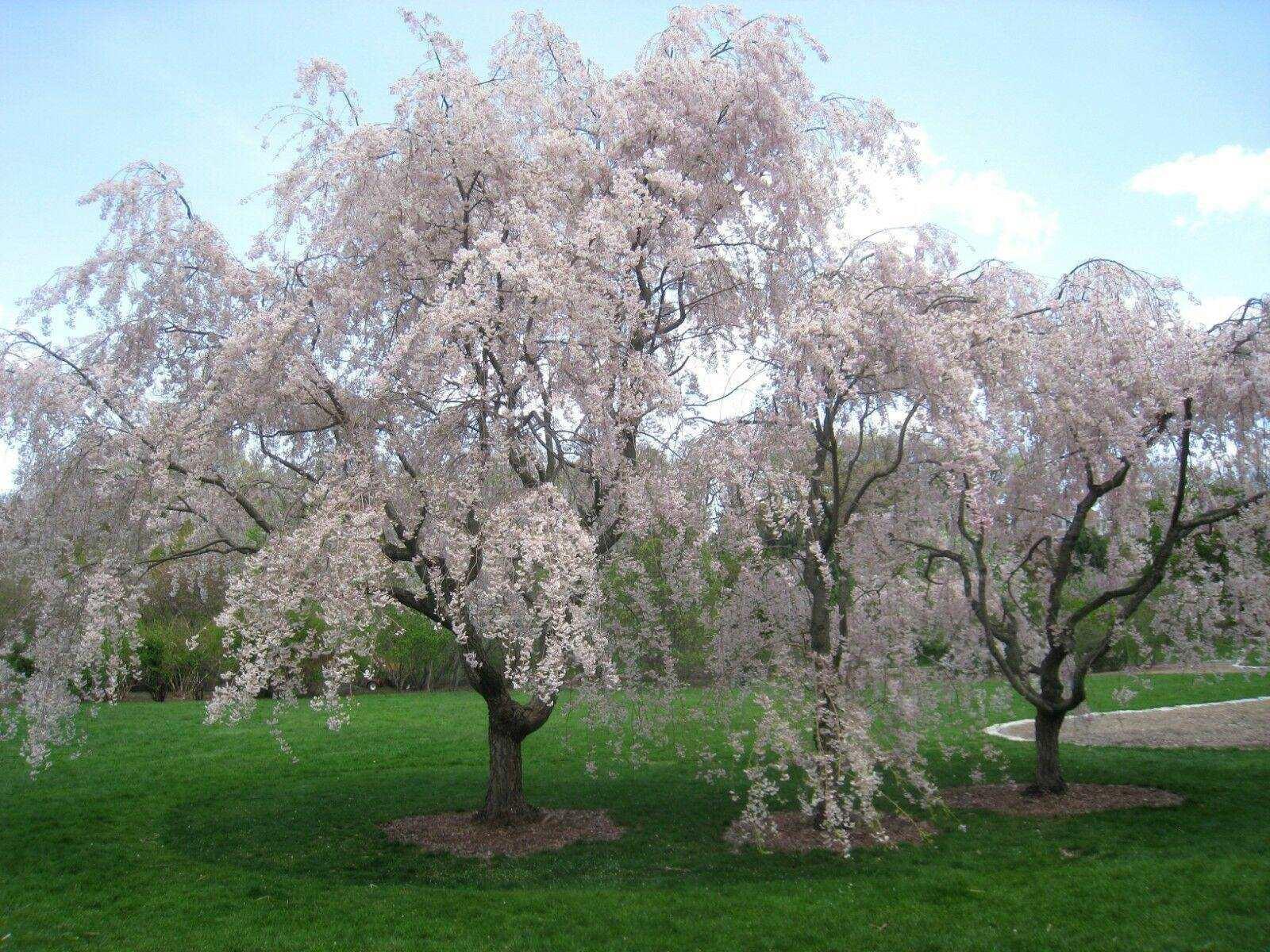 5 Weeping Higan Cherry Seeds - Seed World