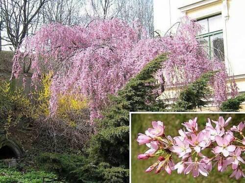 5 Weeping Higan Cherry Seeds - Seed World