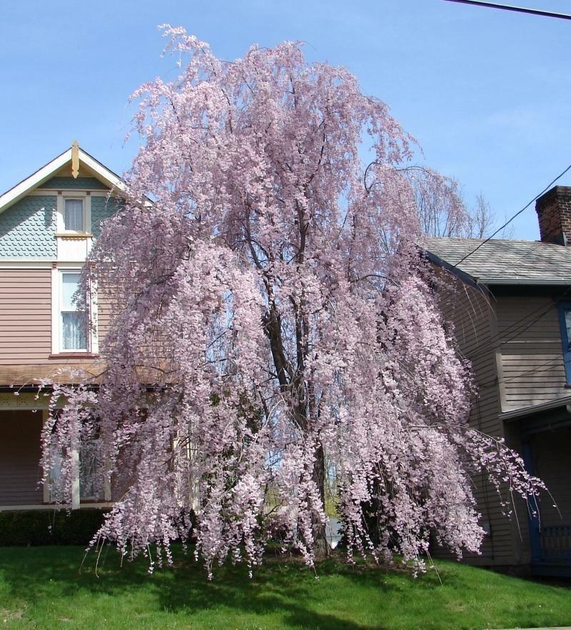 5 Weeping Higan Cherry Seeds - Seed World