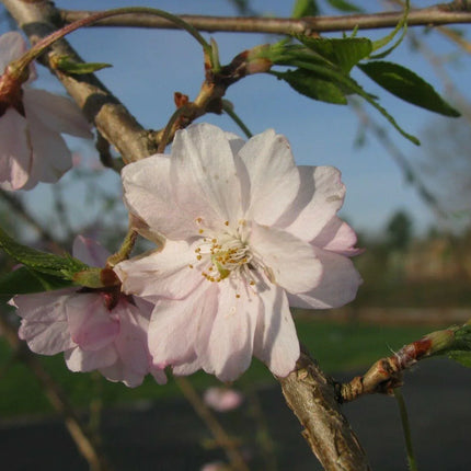 5 Weeping Higan Cherry Seeds - Seed World