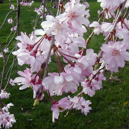 5 Weeping Higan Cherry Seeds - Seed World