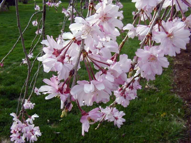 5 Weeping Higan Cherry Seeds - Seed World
