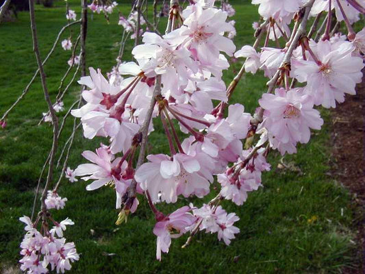 5 Weeping Higan Cherry Seeds - Seed World