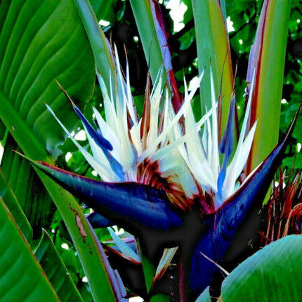 5 White Bird of Paradise Seeds - Seed World