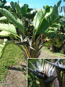 5 White Bird of Paradise Seeds - Seed World