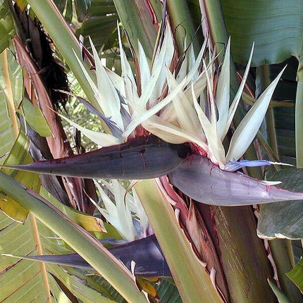 5 White Bird of Paradise Seeds - Seed World