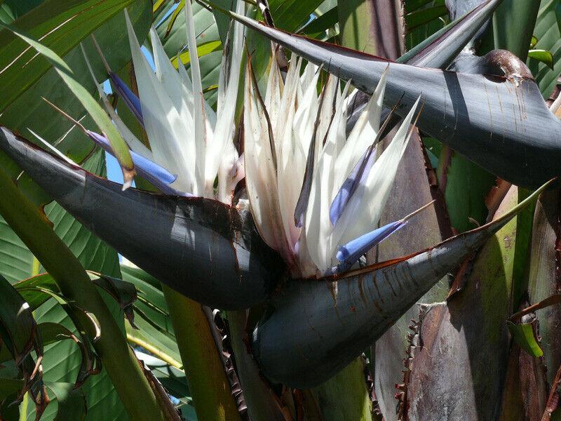 5 White Bird of Paradise Seeds - Seed World
