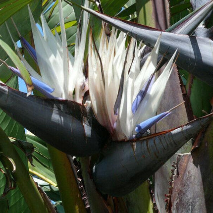 5 White Bird of Paradise Seeds - Seed World