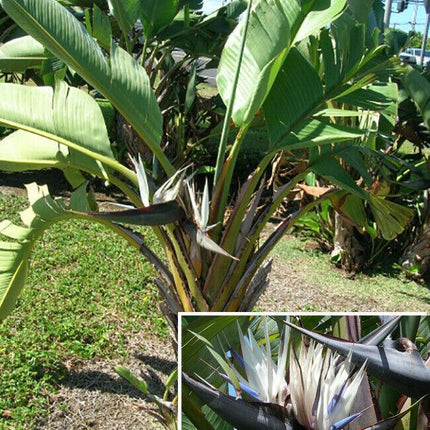 5 White Bird of Paradise Seeds - Seed World